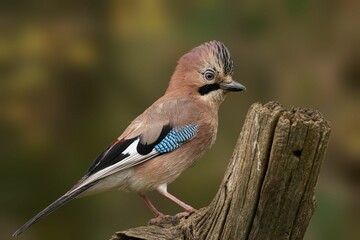 Eurasian Jay on Tree Stump