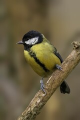 Great tit on a branch with vibrant plumage