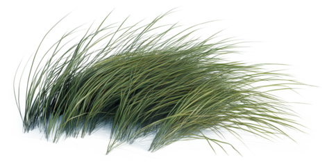 Grass on a transparent background