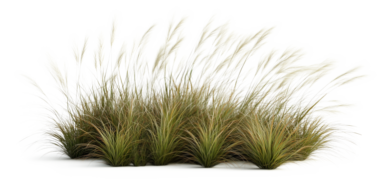 Grass on a transparent background