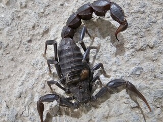 Black scorpion