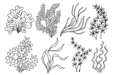 A set of line sketches of sea plants, various algae. Vector graphics.