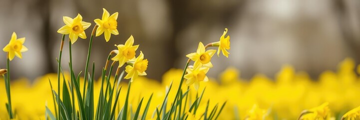 Dainty daffodils swaying gently in the breeze on a bright yellow field, flowing flowers, soft grass, daffodils