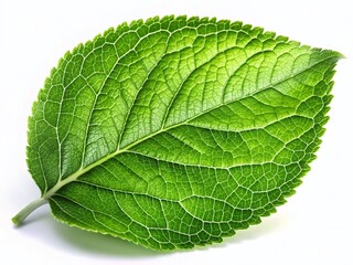 Obraz premium Fresh Green Apple Leaf Isolated on White Background