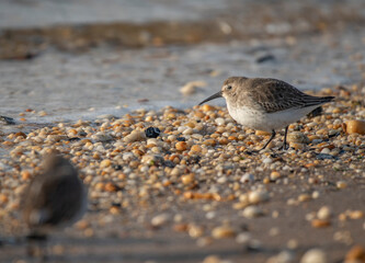 Dunlin