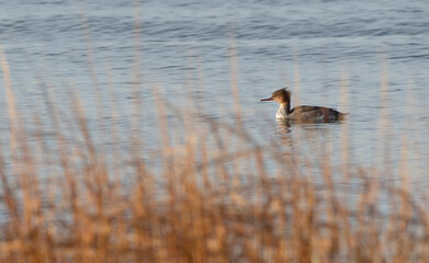 Red Breasted Merganser