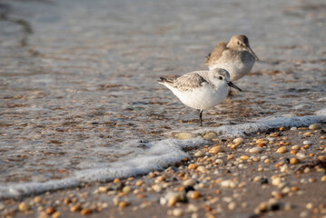 Sanderling