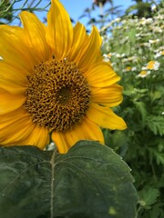 sunflower in the garden