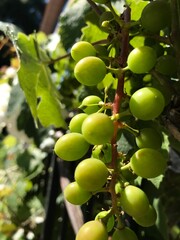 green grapes on a branch