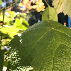 green grape leaves
