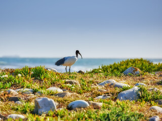 Landscape, plants and beach with bird for nature, sustainability and environment for eating. Ocean, animal and grass with African sacred ibis for water, outdoor location and ecosystem in Spain