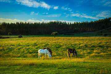 Horses in a wonderful field at sunset. Portuguese horses in the fields of Chamusca - Ribatejo - Portugal
