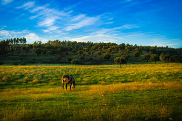 Horses in a wonderful field at sunset. Portuguese horses in the fields of Chamusca - Ribatejo - Portugal