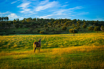 Horses in a wonderful field at sunset. Portuguese horses in the fields of Chamusca - Ribatejo - Portugal