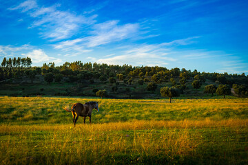 Obraz premium Horses in a wonderful field at sunset. Portuguese horses in the fields of Chamusca - Ribatejo - Portugal
