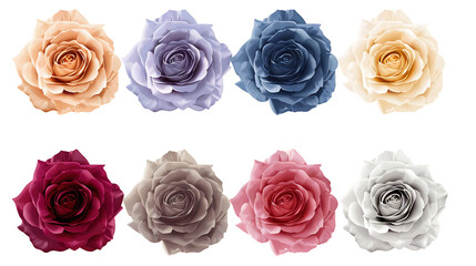 Obraz premium A set of tropical flowers, including hibiscus, orchids, and frangipani, isolated on a white background