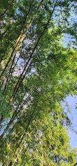 A vibrant bamboo grove reaching towards the sky, bathed in golden sunlight. The lush green leaves contrast beautifully with the clear blue sky, creating a serene and tranquil nature scene.