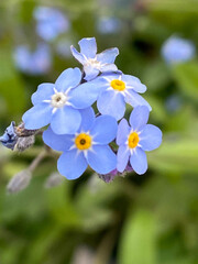 Obraz premium forget me not