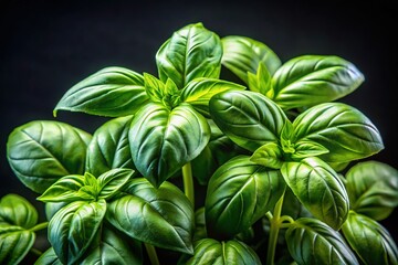 Isolated Fresh Basil Leaves on Black Background