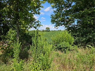 View Through the Greenery