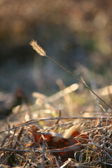 Close-Up of Grass