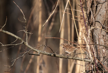 Song Sparrow