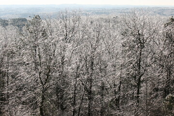 Winter Branches with Ice