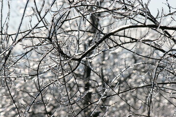 Winter Branches with Ice
