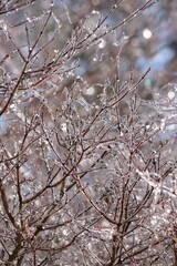 Winter Branches with Ice