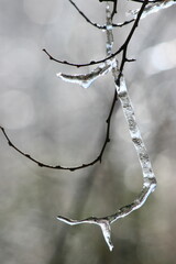 Winter Branches with Ice