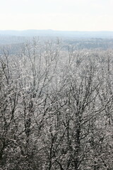 Winter Branches with Ice