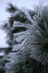 Pine Needles with Ice