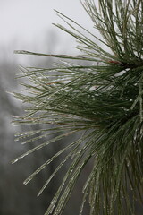 Pine Needles with Ice
