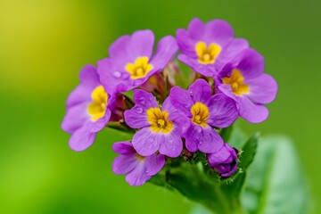 Close-up of Vibrant Purple Flowers