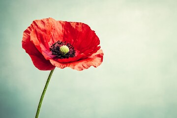 Stunning Red Poppy in Close-up