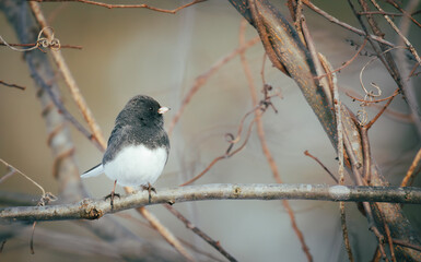 Junco