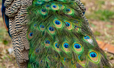 A brightly colored peacock is a stunning bird known for its iridescent plumage, featuring vibrant...