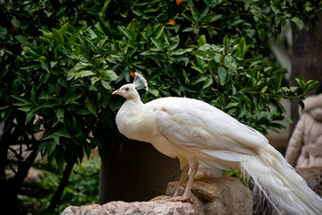 A brightly colored peacock is a stunning bird known for its iridescent plumage, featuring vibrant blues, greens, and golds. Brightly colored and white peacocks roam freely in the garden of Antalya Mus