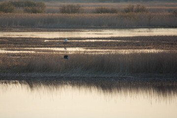 Bird flying over the reeds of a river delta in Western Finland at springtime