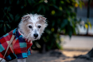 A Dog Making Eyes Contact with the Camera