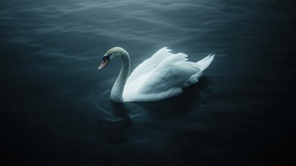 Fototapeta premium A solitary swan glides on dark water
