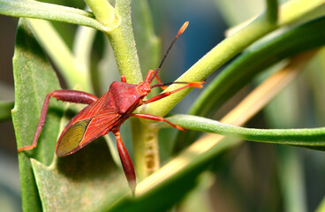 little bed bug looking for its food