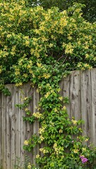 Rustic fence with blooming honeysuckle vines in yellow