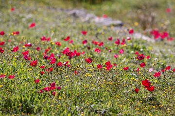 Wiese mit Kronen-Anemonen (Anemone coronaria)