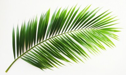 Obraz premium Vibrant Green Palm Frond Against White Background