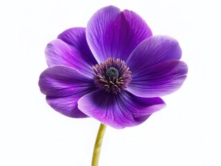 Fototapeta premium Minimalist Violet Flower, Single Purple Bloom Isolated on White Background, Botanical Studio Shot