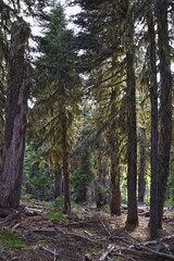 Obraz premium Hurricane Ridge Olympic National Park views from hiking trails by Port Angeles Washington USA