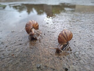 two snails are walking