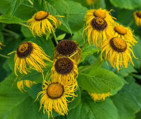 Dry, garden and sunflower with growth for nature, heat environment and dehydration in summer....