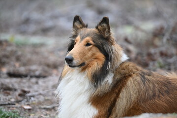 American Collie